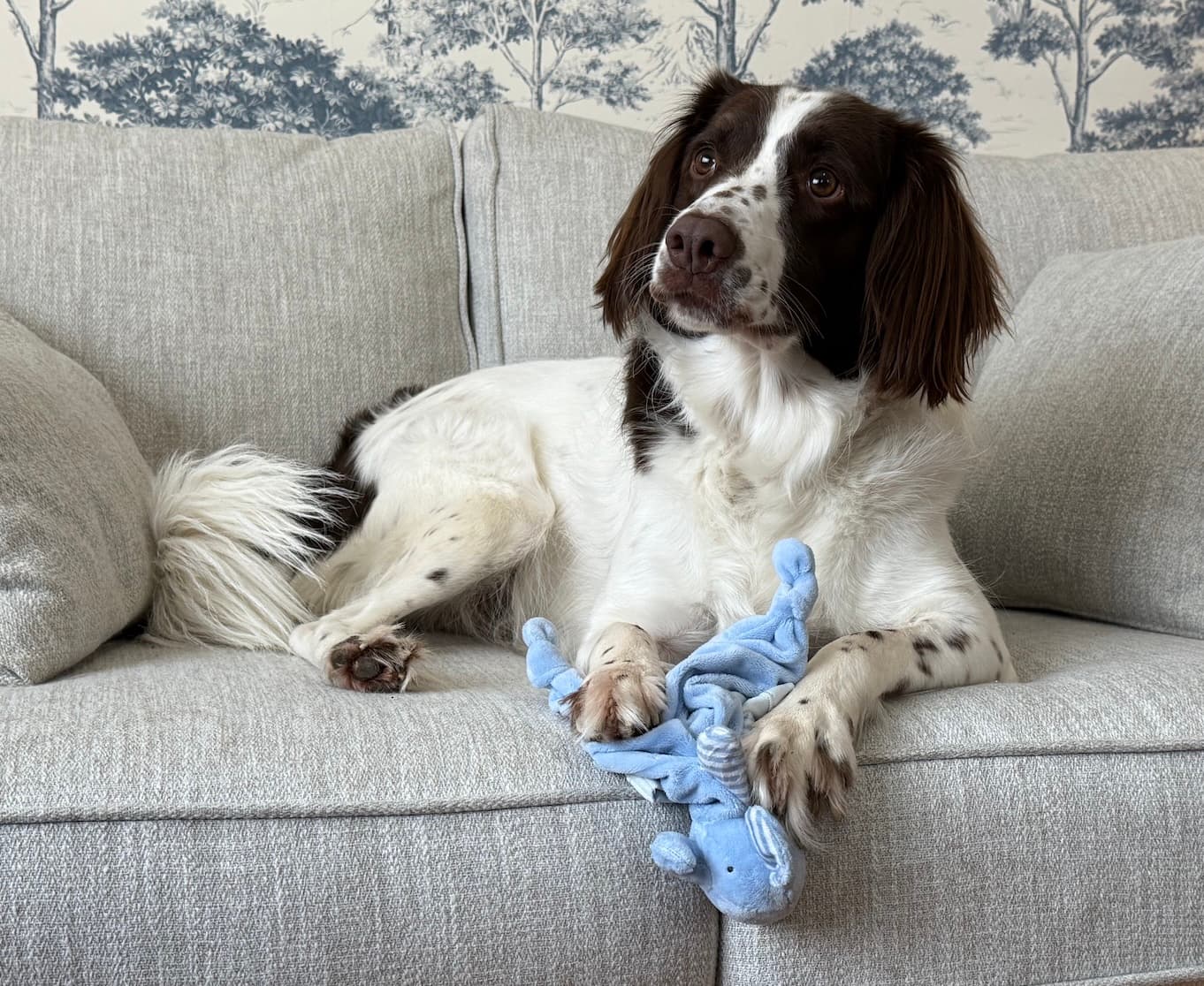 Poppy - Team Mascot